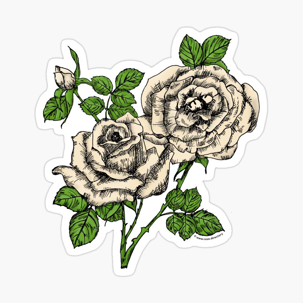 high-centered full cream rose print on sticker