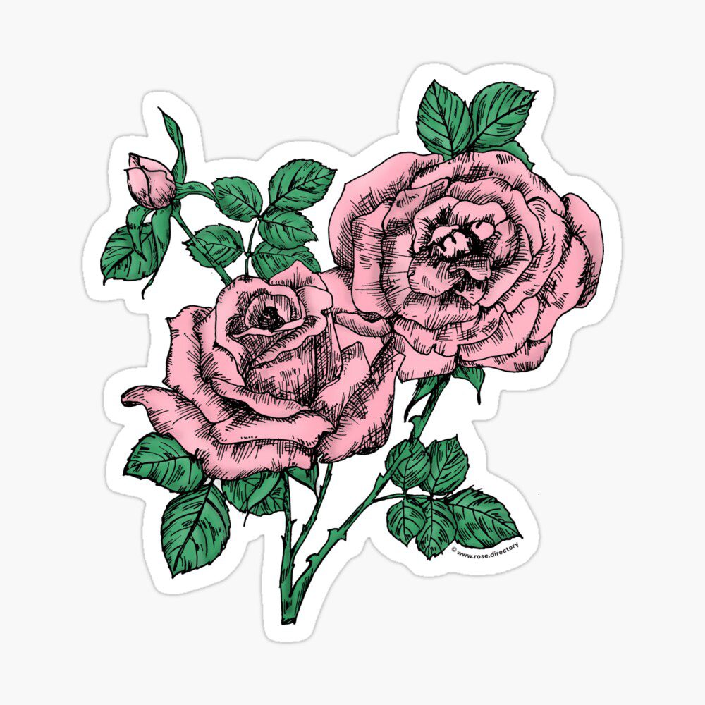 high-centered full light pink rose print on glossy sticker