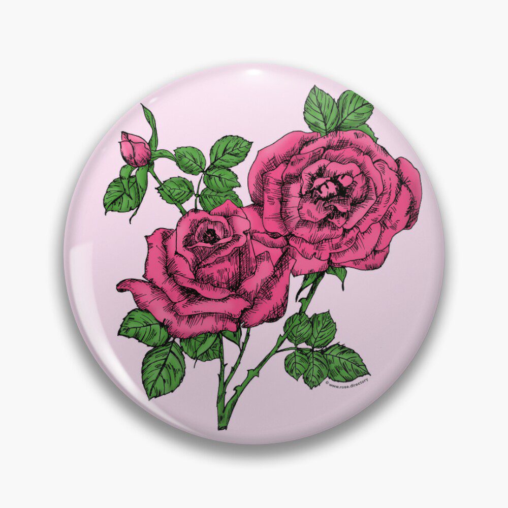 high-centered full mid pink rose print on pin