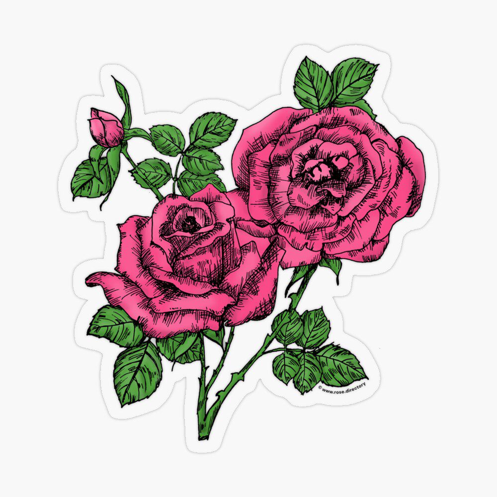 high-centered full mid pink rose print on transparent sticker