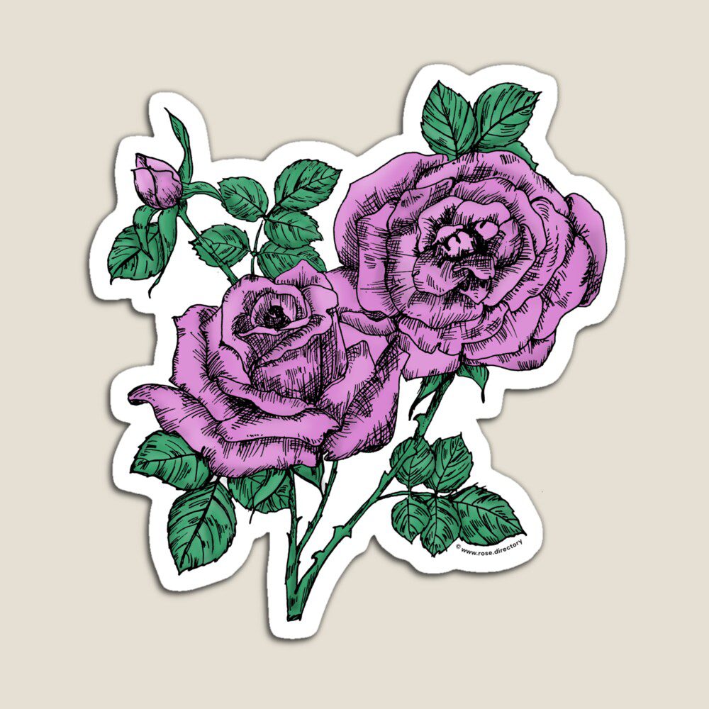 high-centered full purple rose print on magnet