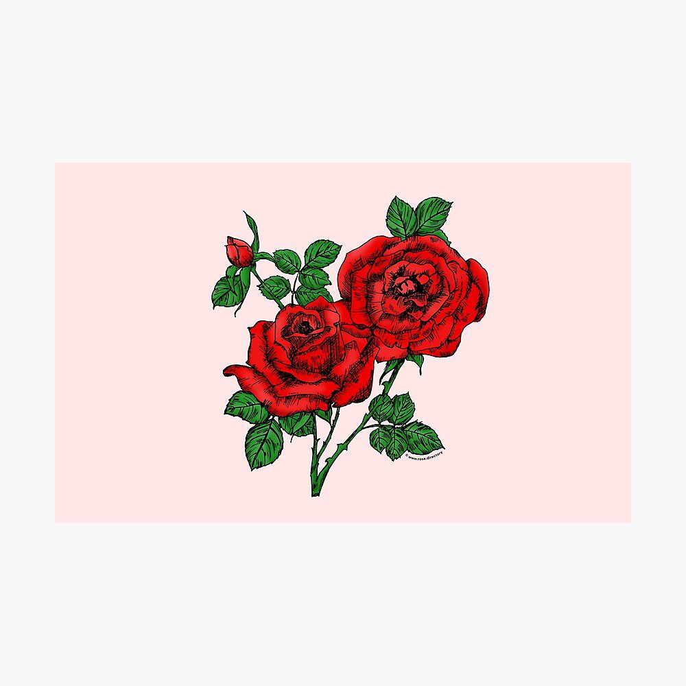 high-centered full bright red rose print on photographic print