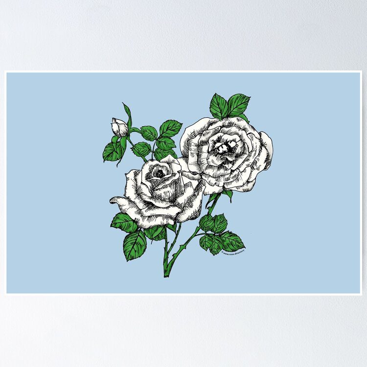 high-centered full white rose print on poster