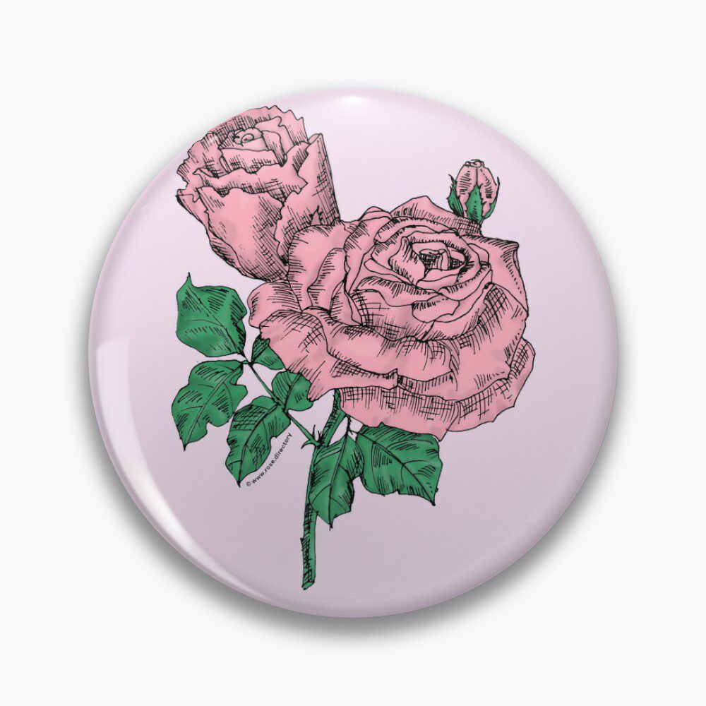 high-centered very full light pink rose print on pin