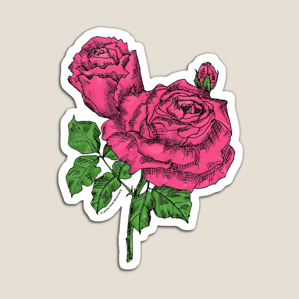 high-centered very full mid pink rose print on magnet
