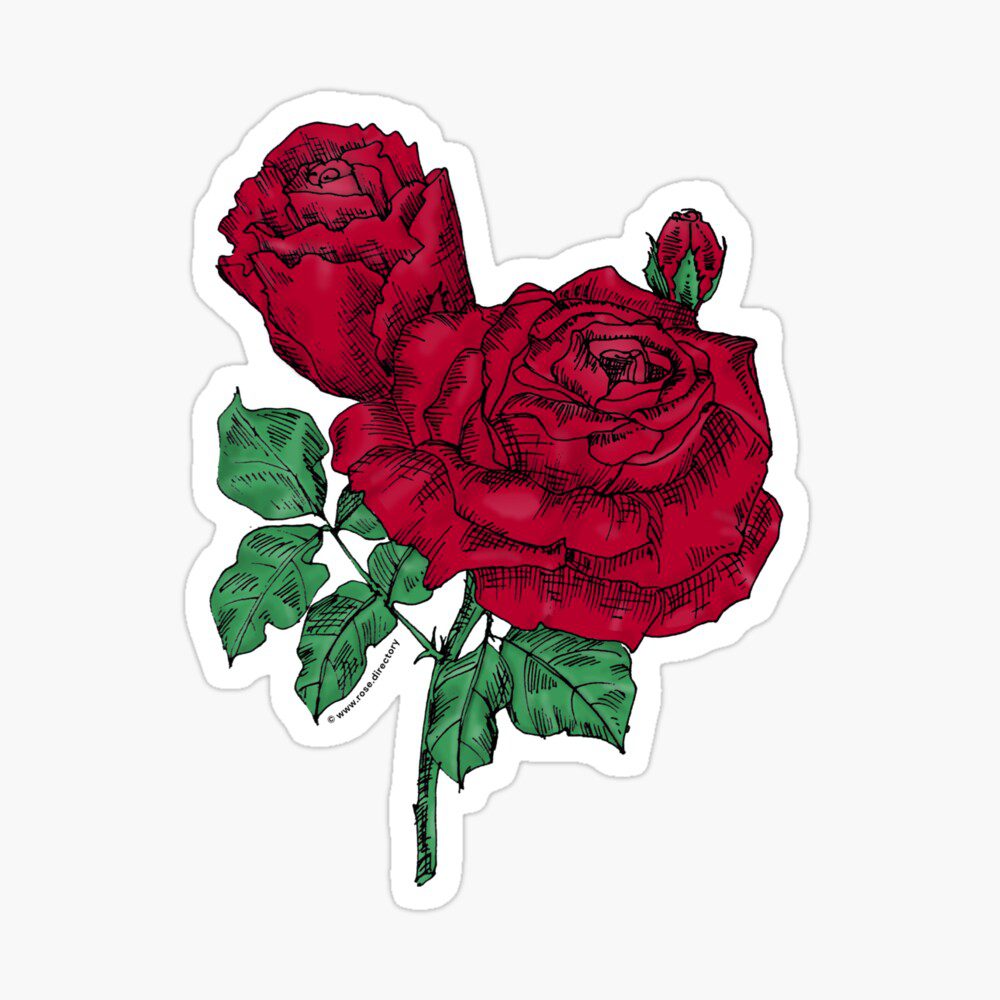high-centered very full dark red rose print on glossy sticker