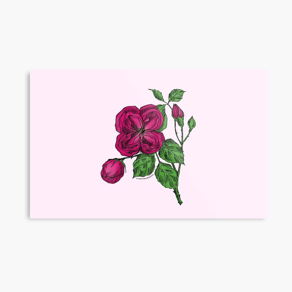 quartered double deep pink rose print on metal print
