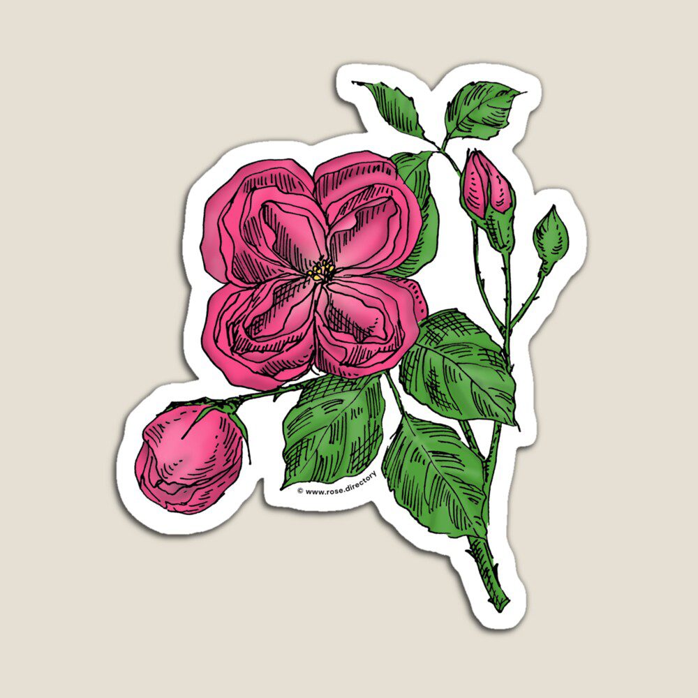 quartered double mid pink rose print on magnet