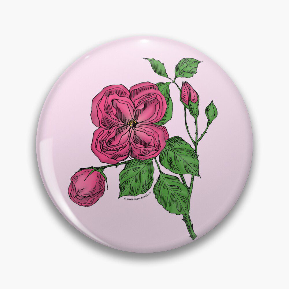 quartered double mid pink rose print on pin