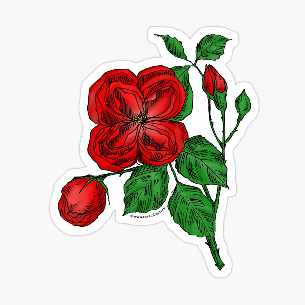 quartered double bright red rose print on sticker