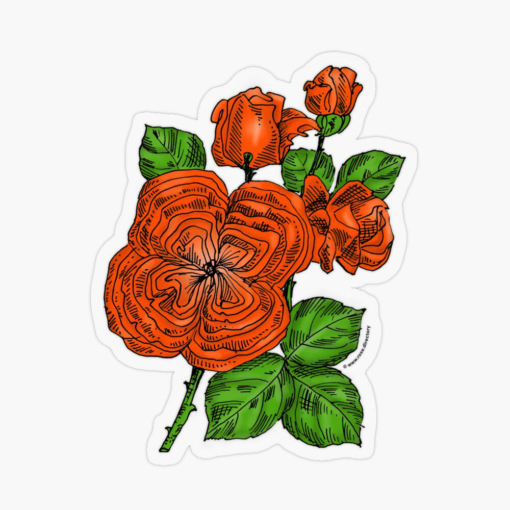 quartered full orange rose print on transparent sticker