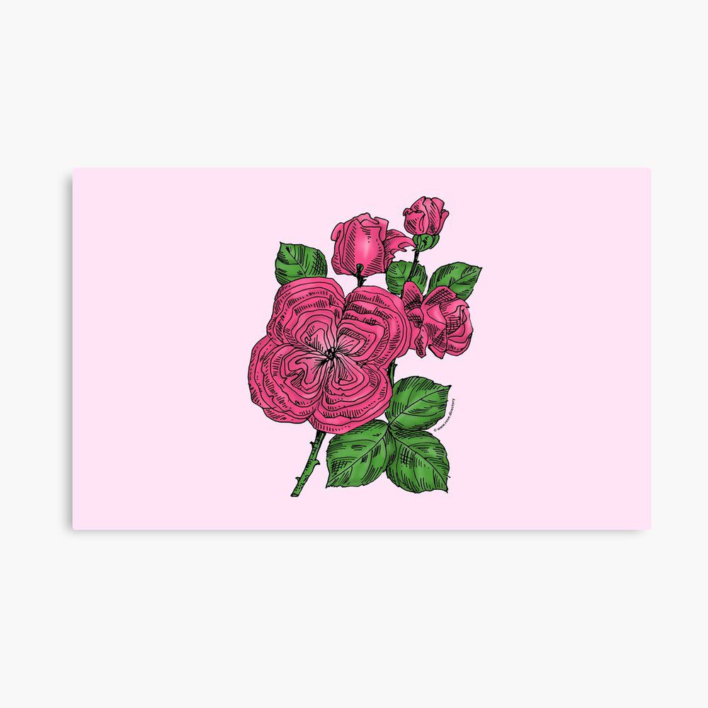 quartered full mid pink rose print on canvas print