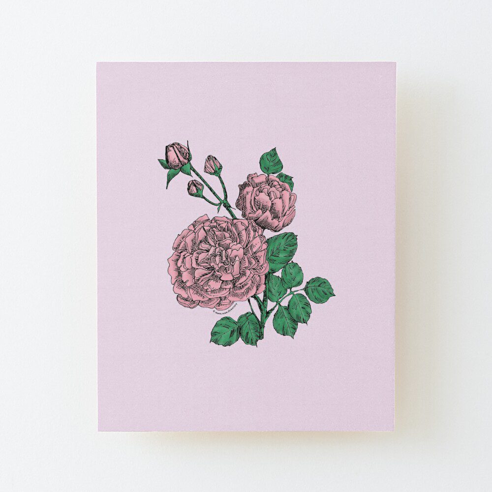 quartered very full light pink rose print on wood mounted print