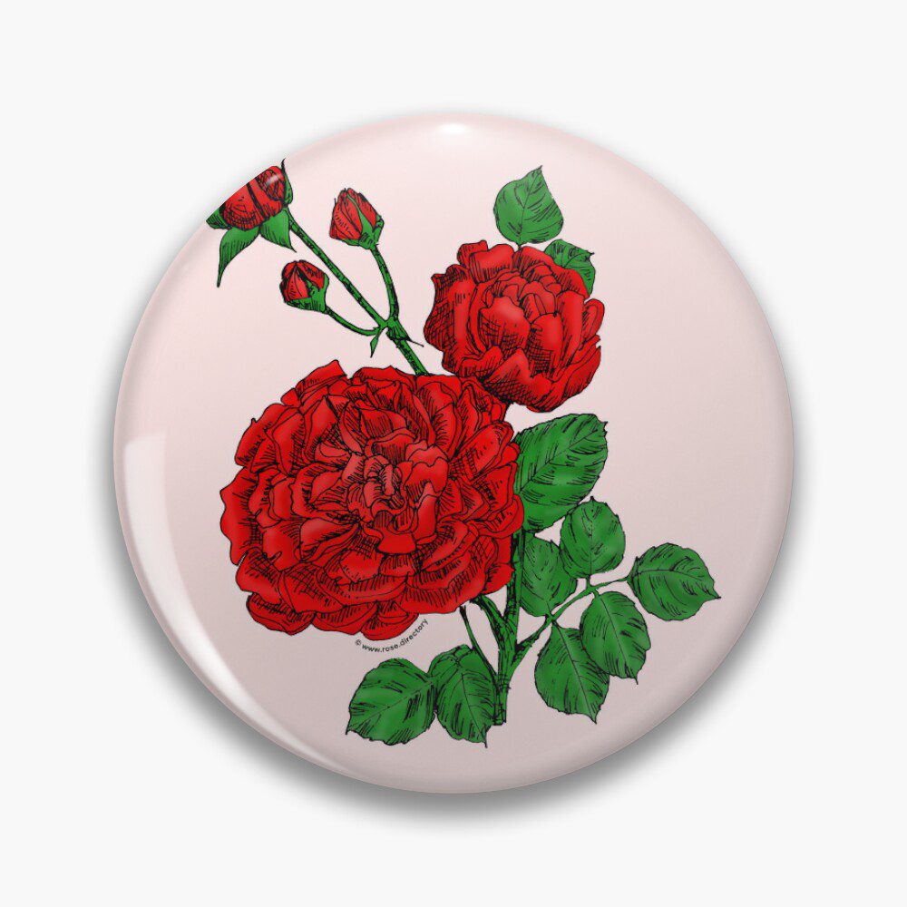 quartered very full bright red rose print on pin