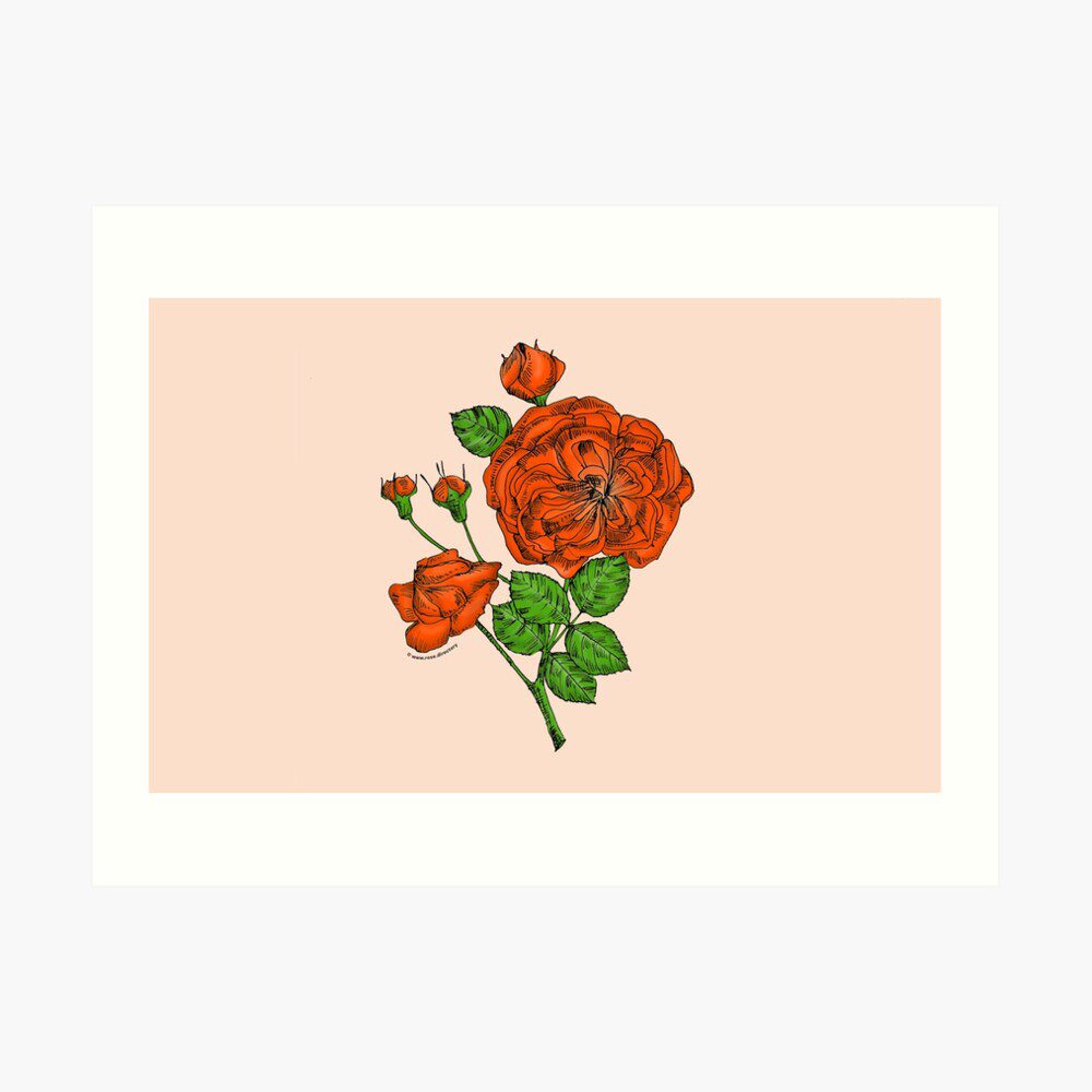 rosette semi-double orange rose print on art print