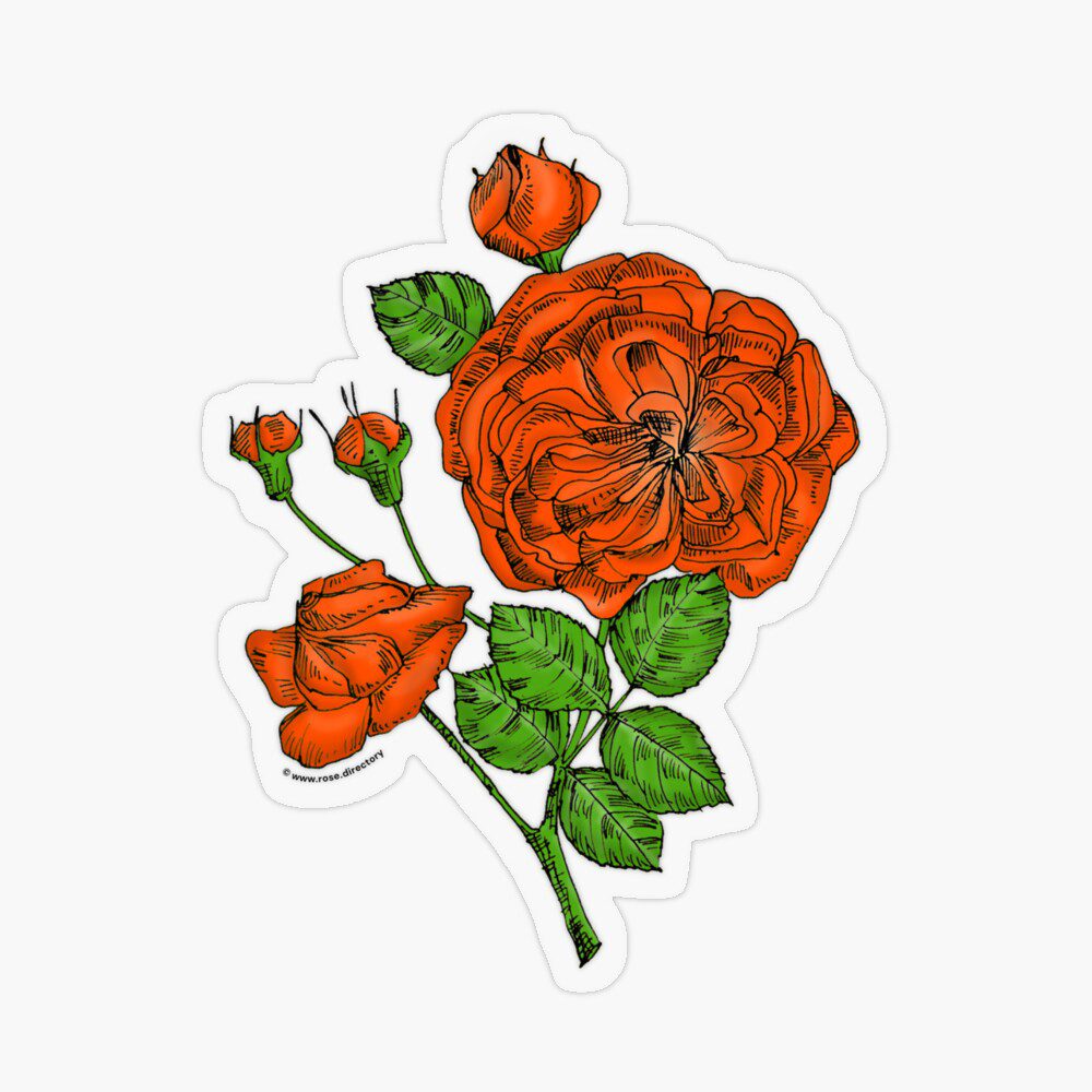 rosette semi-double orange rose print on transparent sticker