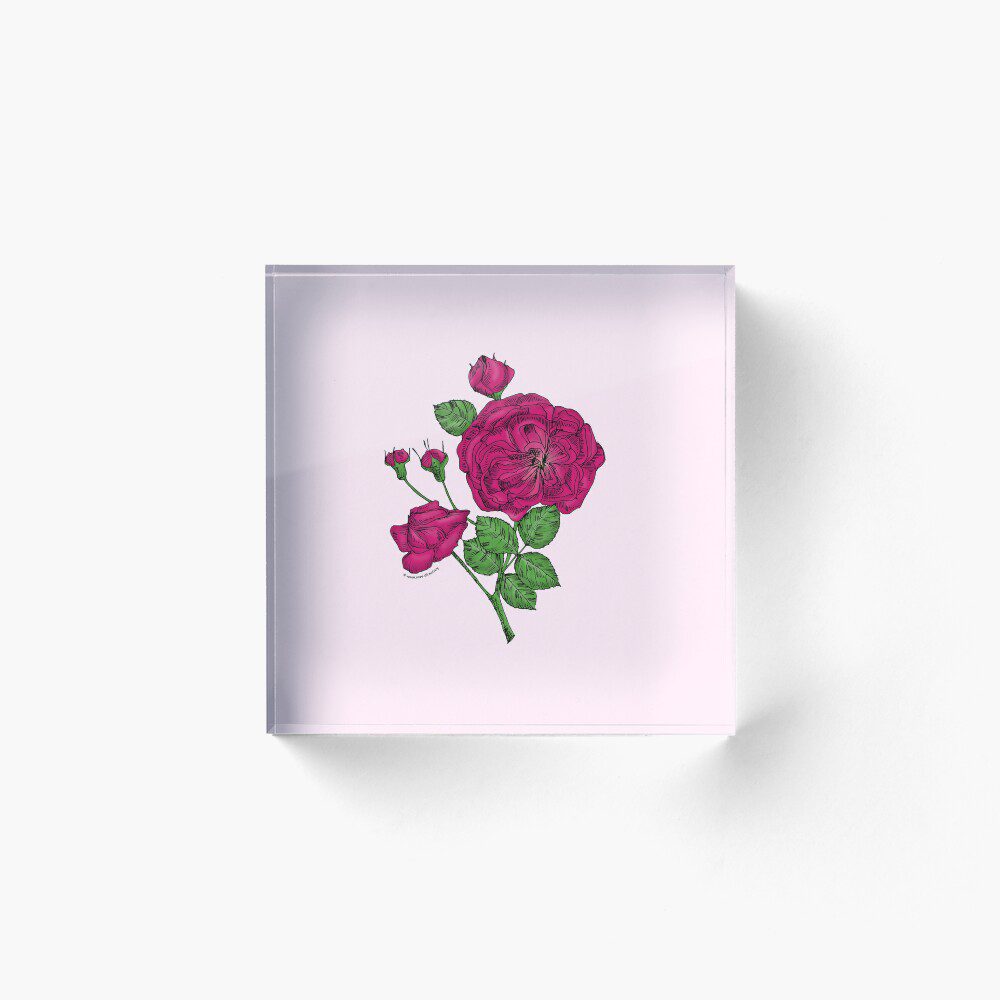 rosette semi-double deep pink rose print on acrylic block