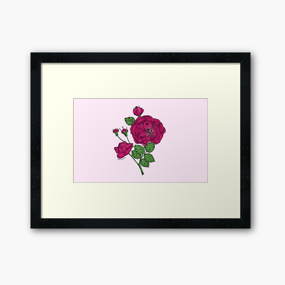 rosette semi-double deep pink rose print on framed art print