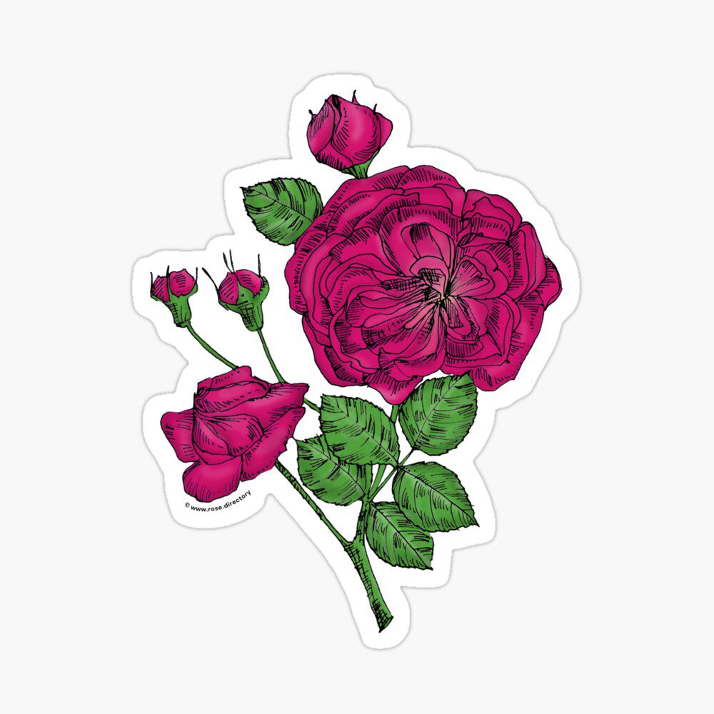 rosette semi-double deep pink rose print on sticker