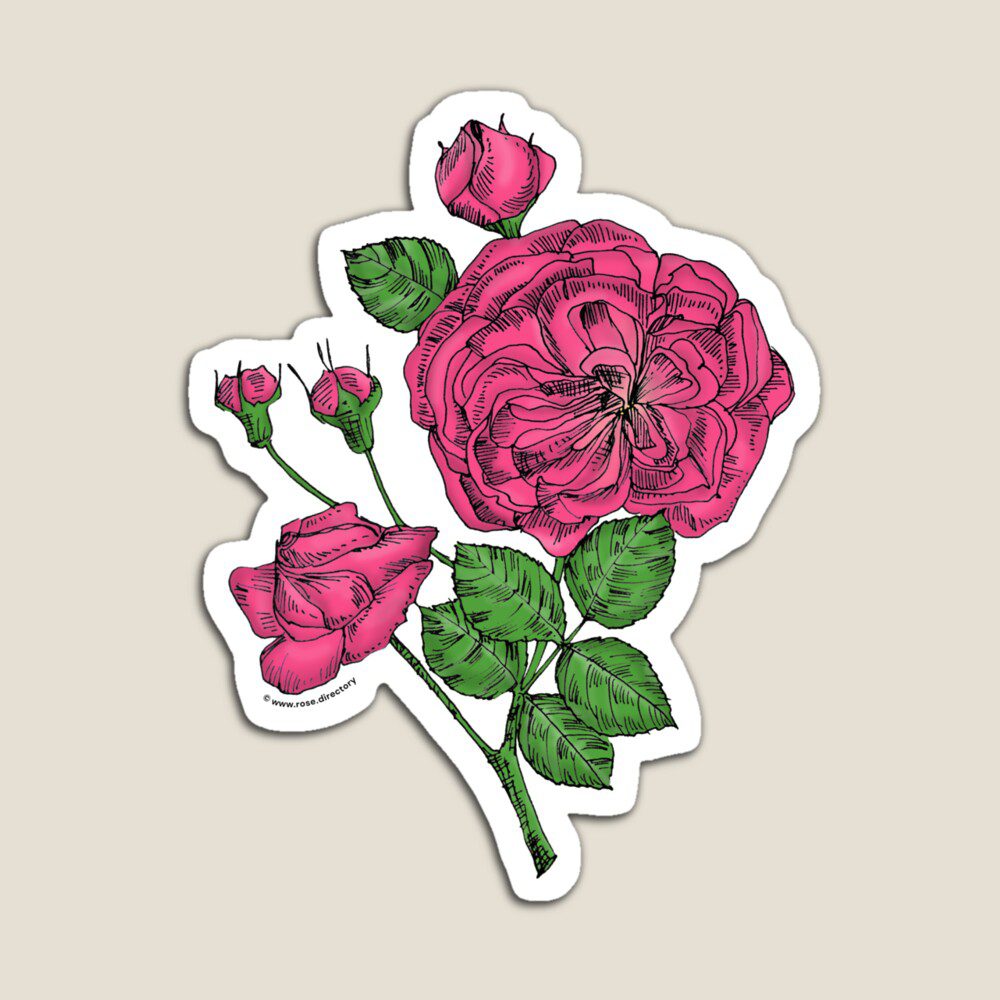 rosette semi-double mid pink rose print on magnet