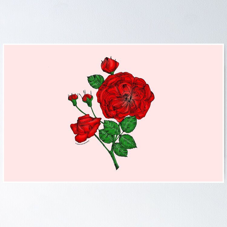 rosette semi-double bright red rose print on poster