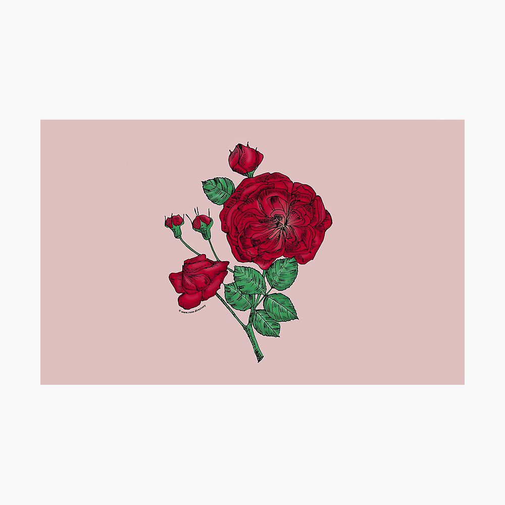 rosette semi-double dark red rose print on photographic print