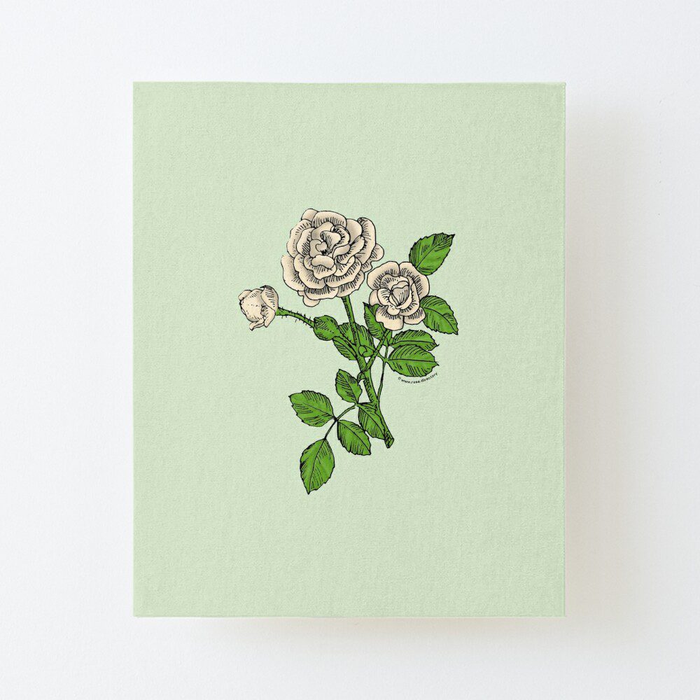 rosette double cream rose print on canvas mounted print