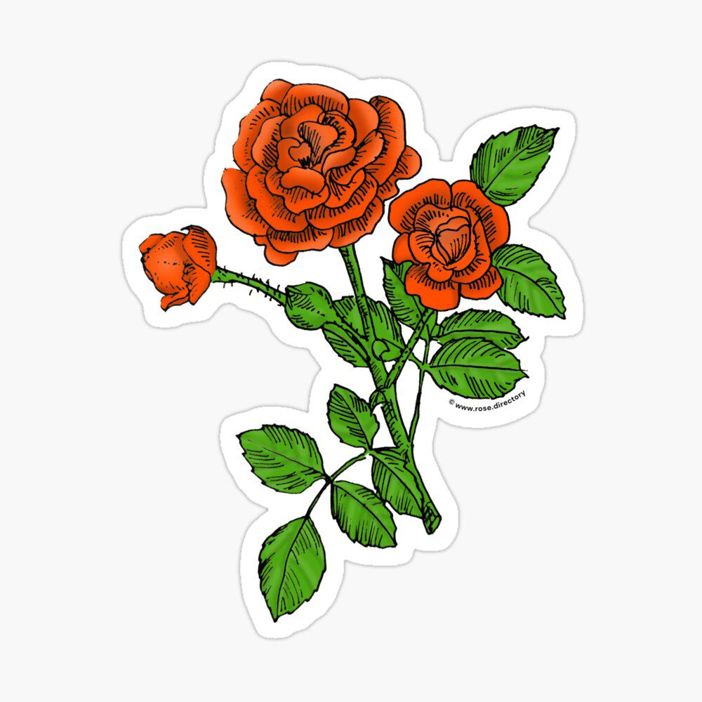 rosette double orange rose print on glossy sticker