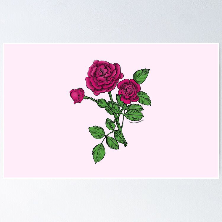 rosette double deep pink rose print on poster