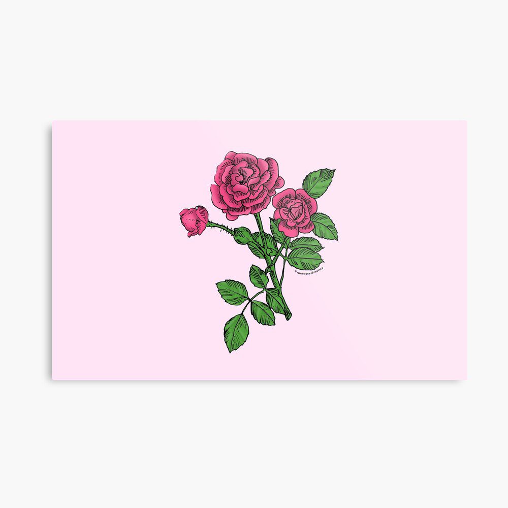 rosette double mid pink rose print on metal print