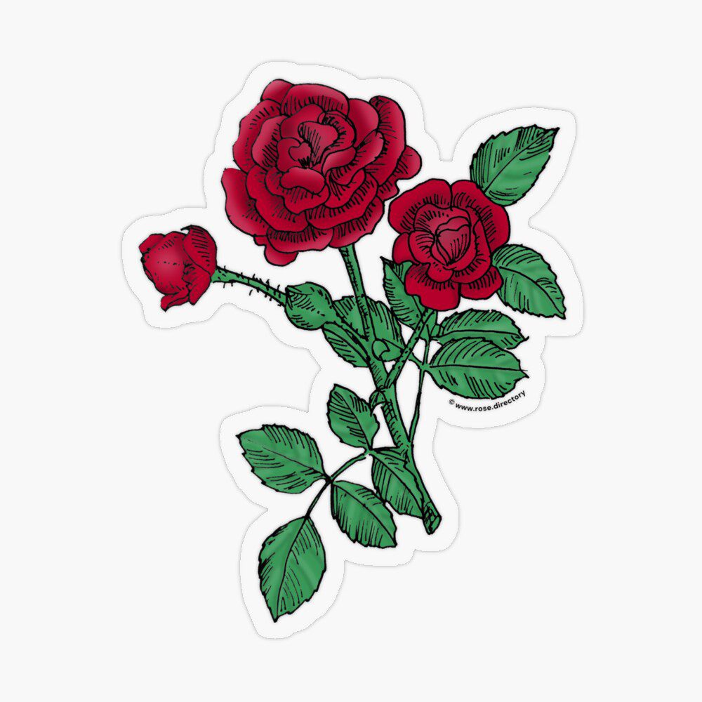 rosette double dark red rose print on transparent sticker