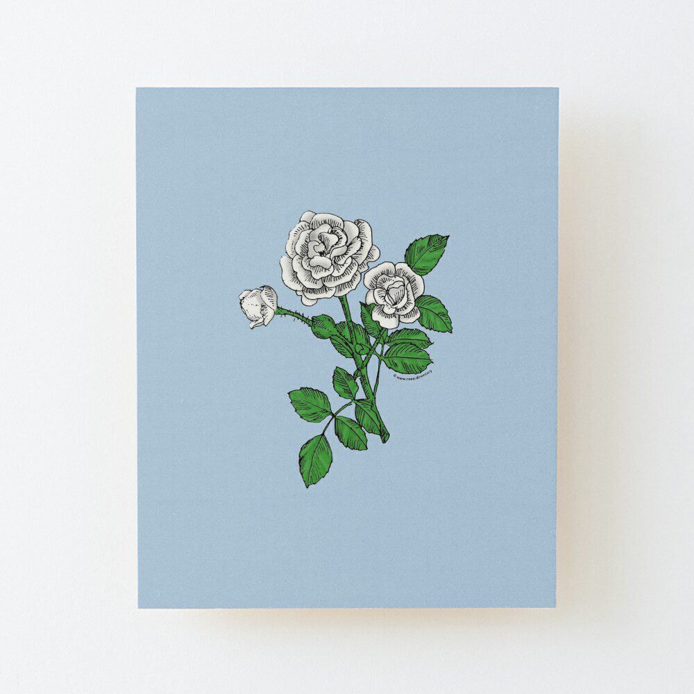 rosette double white rose print on wood mounted print