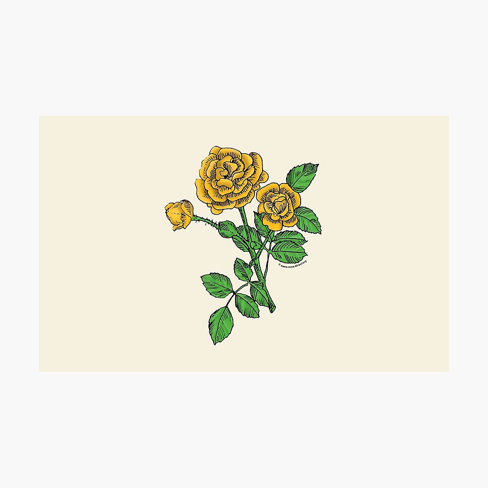 rosette double yellow rose print on photographic print