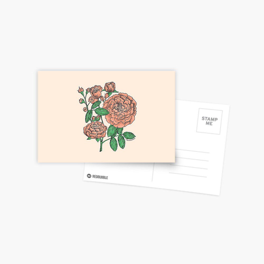 rosette full apricot rose print on postcard