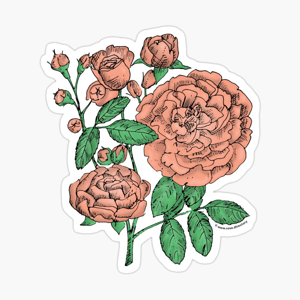 rosette full apricot rose print on sticker