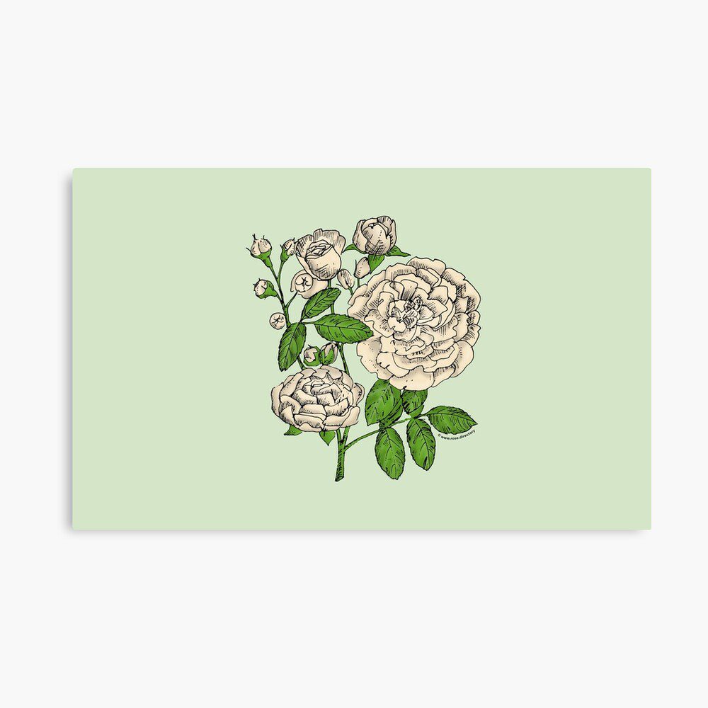 rosette full cream rose print on canvas print