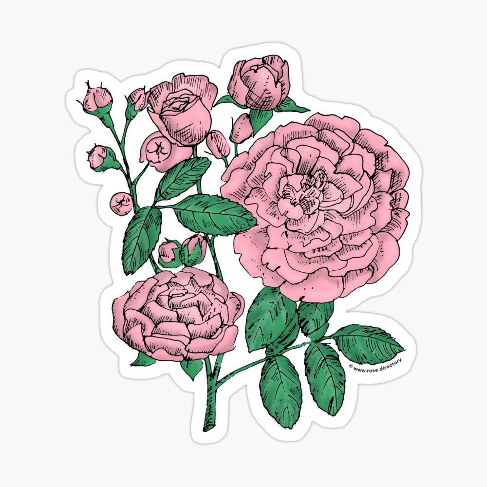 rosette full light pink rose print on glossy sticker