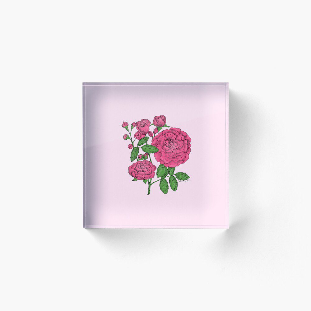 rosette full mid pink rose print on acrylic block