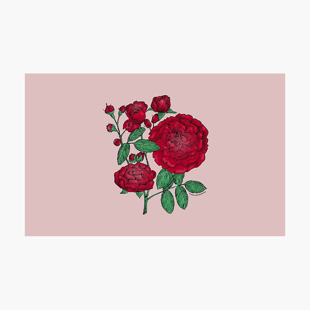 rosette full dark red rose print on art board print