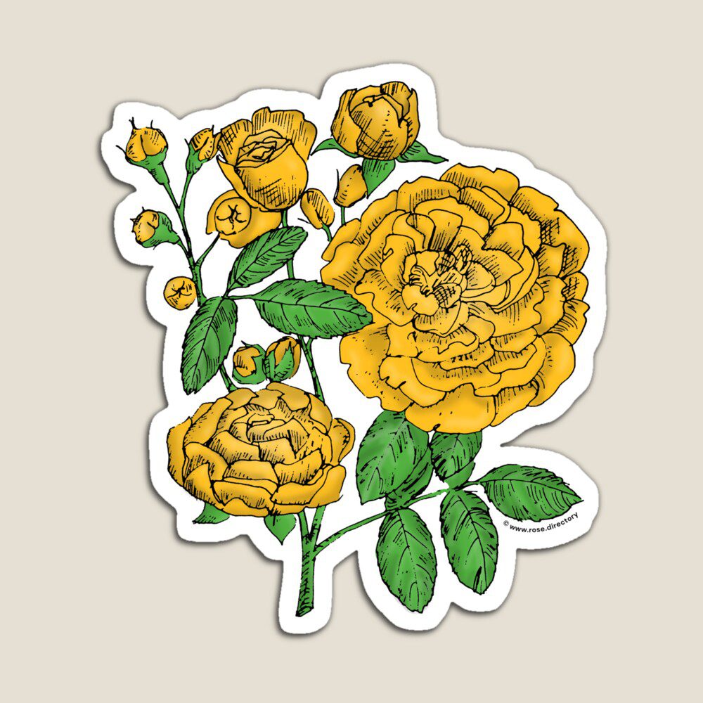 rosette full yellow rose print on magnet