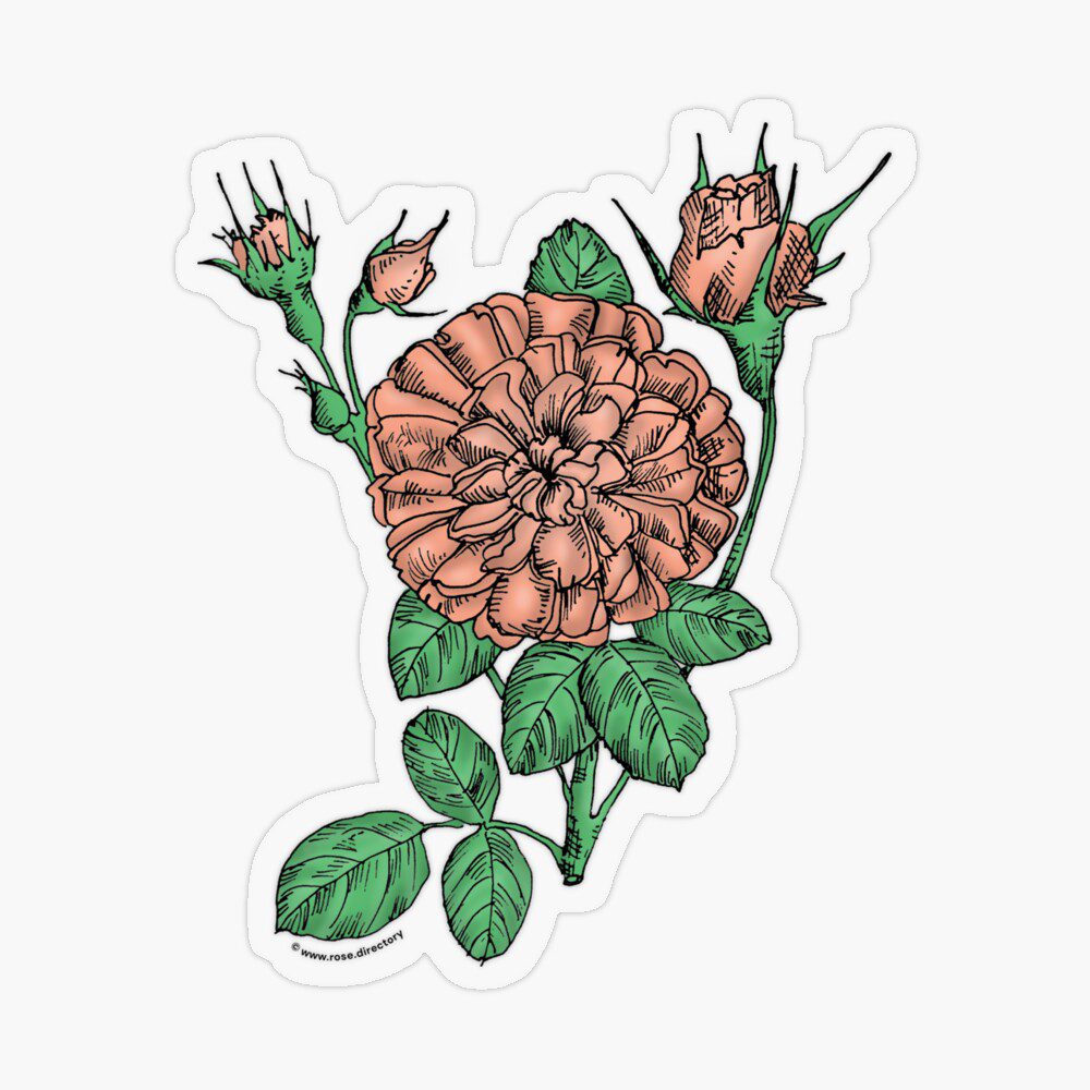 rosette very full apricot rose print on transparent sticker