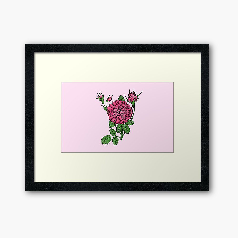 rosette very full mid pink rose print on framed art print