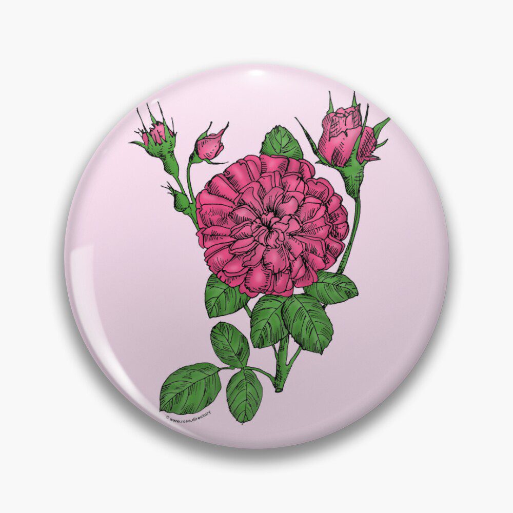 rosette very full mid pink rose print on pin