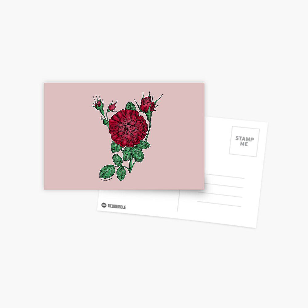 rosette very full dark red rose print on postcard