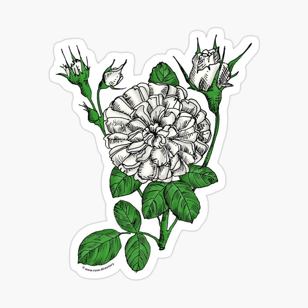 rosette very full white rose print on glossy sticker